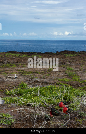 landscape of nesting birds on Genovesa Tower Island, Galapagos Islands, Ecuador Stock Photo