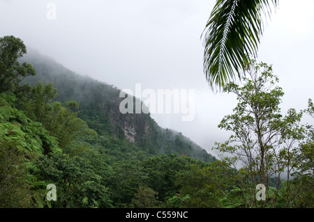 Cliffs and trees of El Yunque rainforest in Puerto Rico Stock Photo