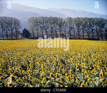 Sunflowers (Helianthus annuus) in a field, Grisons, Switzerland Stock Photo