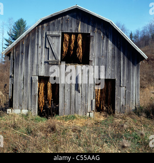 Tobacco drying in a barn window, North Carolina, USA Stock Photo