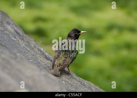 Common Starling (Sturnus vulgaris) also known as European Starling standing upon a rock Stock Photo