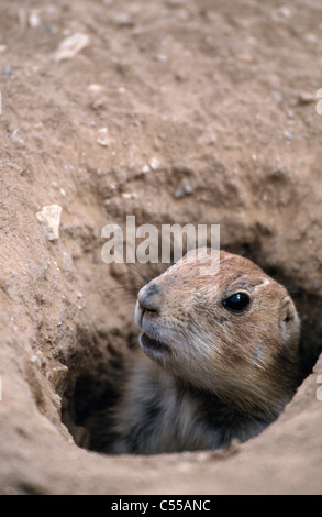 Black-tailed Prairie Dog in borrow, close-up Stock Photo