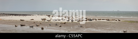 The Netherlands, Nes, Ameland Island, belonging to Wadden Sea Islands. Unesco World Heritage Site. Seals resting on sandbank. Stock Photo