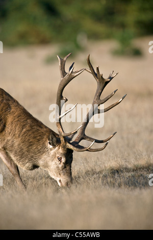 The Netherlands, Otterlo, National Park called De Hoge Veluwe. Red Deer (Cervus elaphus). Stock Photo