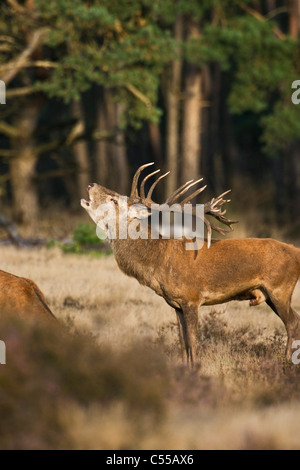 The Netherlands, Otterlo, National Park called De Hoge Veluwe. Red Deer (Cervus elaphus). Stock Photo