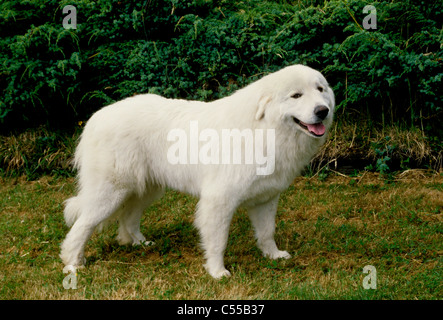 Great Pyrenees Stock Photo