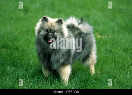 Keeshond Stock Photo