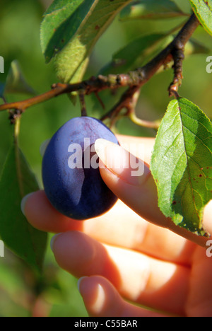 Pflaume - plum 01 Stock Photo