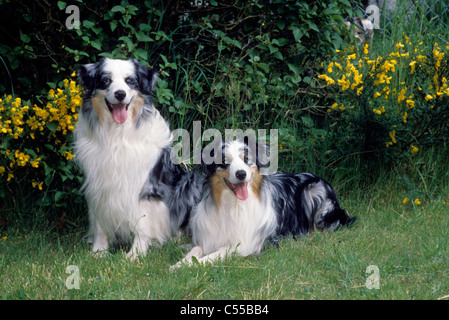 Portrait of Australian Shepherd dog pair Stock Photo