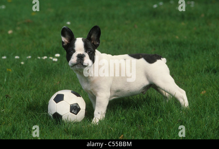 Portrait of French Bulldog with football Stock Photo