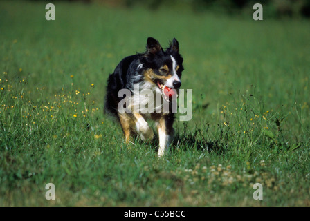 Border Collie dog running in field Stock Photo