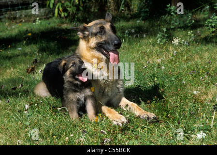 Portrait of German Shepherd dog with pup Stock Photo