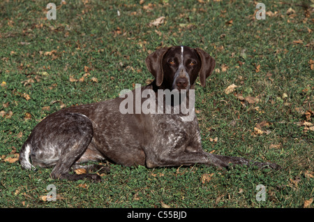 German Shorthaired Pointer Stock Photo