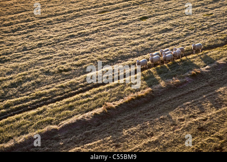 The Netherlands, Nijmegen, Sheep in frosty grassland. Stock Photo