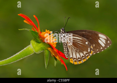 Common Mime (Papilio clytia) butterfly pollinating an orange flower Stock Photo