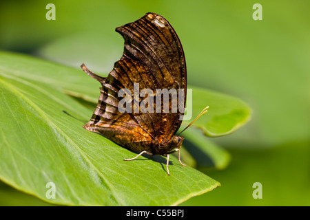 Tiger Leafwing (Consul fabius) butterfly on a green leaf Stock Photo