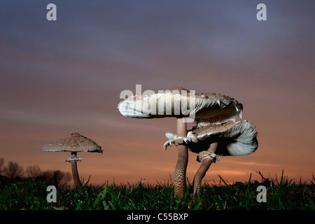 The Netherlands, Winterswijk, Autumn, Parasol Mushroom at dawn. Macrolepiota procera. Stock Photo
