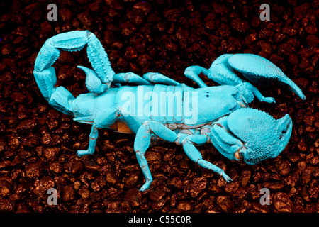 Emperor scorpion (Pandinus imperator) under ultraviolet light Stock Photo