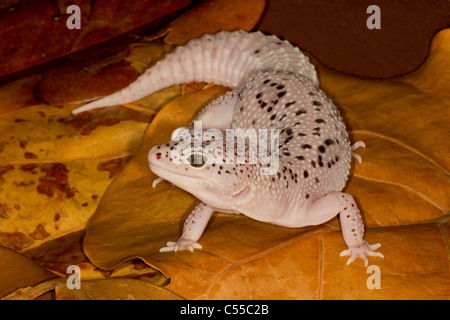 Close-up of a Leopard gecko (Eublepharis macularius) on leaves Stock Photo