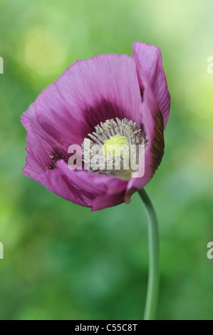 Close-up of an Oriental Poppy (Papaver orientale) flower Stock Photo