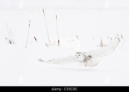 Snowy Owl (Nyctea scandiaca) female in flight Stock Photo