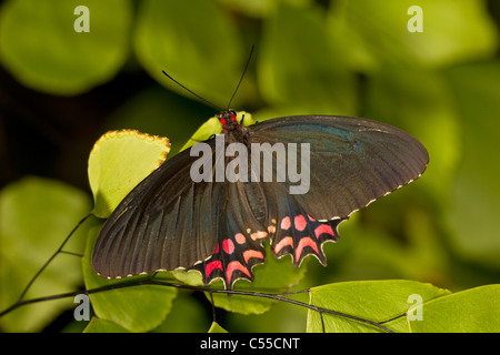 Pink-spotted Cattleheart Butterfly (Parides photinus) Stock Photo