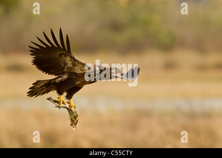 Bald eagle (Haliaeetus leucocephalus) catching a fish Stock Photo