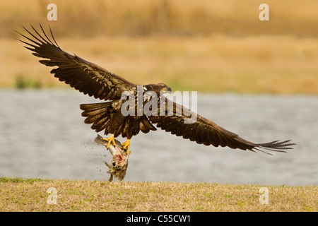 Bald eagle (Haliaeetus leucocephalus) catching a fish Stock Photo