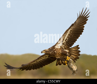 Bald eagle (Haliaeetus leucocephalus) catching a fish Stock Photo