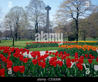 Canada, Ontario, Niagara Falls, Queen Victoria Park, tulips in park Stock Photo