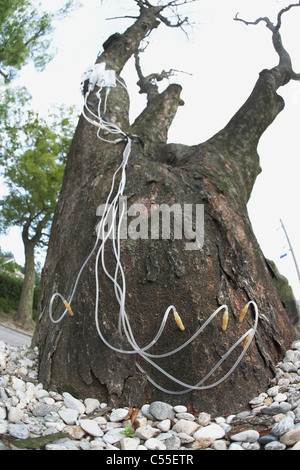 A sick tree taking a shot Stock Photo