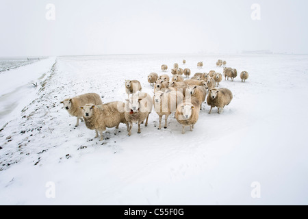 The Netherlands, Garrelsweer, sheep in snow Stock Photo