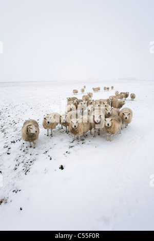 The Netherlands, Garrelsweer, sheep in snow Stock Photo