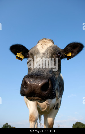The Netherlands, Epen, Close up cow Stock Photo