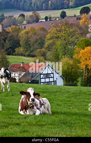 The Netherlands, Epen, Cow in front of of frame houses. Stock Photo