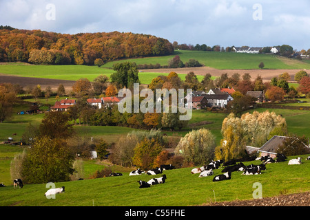The Netherlands, Epen, Cows in front of of frame houses. Stock Photo