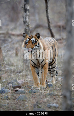 Bengal Tiger keeping an eye on the prey in the wild forest of Ranthambhore, India. ( Panthera Tigris ) Stock Photo