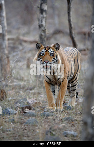 Bengal Tiger keeping an eye on the prey in the wild forest of Ranthambhore, India. ( Panthera Tigris ) Stock Photo