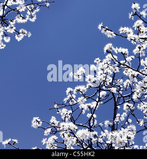 Blooming spring tree branches with white flowers over blue sky, abstract border nature background Stock Photo