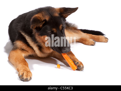 Young male German Shepherd Dog at 9 months old eating a carrot Stock Photo
