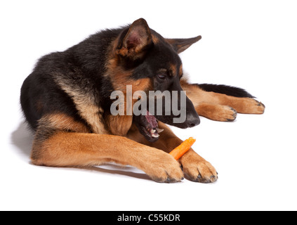 Young male German Shepherd Dog at 9 months old eating a carrot Stock Photo