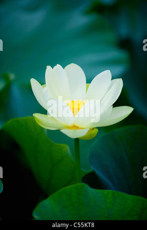 beautiful blooming lotus flower Stock Photo