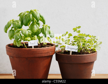 Basil and oregano herbs growing in clay pots. Stock Photo