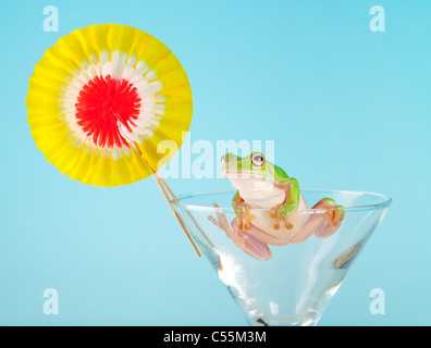 Green Tree Frog or White's Tree Frog or Dumpy Tree Frog (Litoria caerulea) in cocktail glass Stock Photo