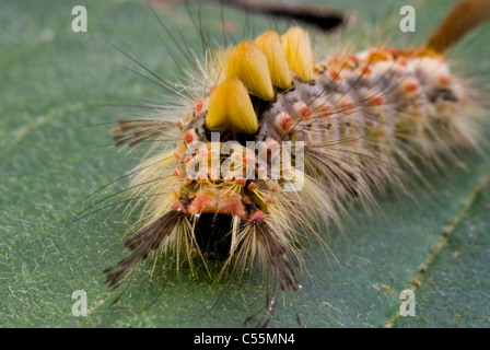 Orgyia antiqua  vapourer moth caterpillar Stock Photo