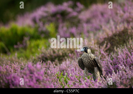 Peregrine falcon (Falco peregrinus) in a field of heather, Loughborough, England Stock Photo