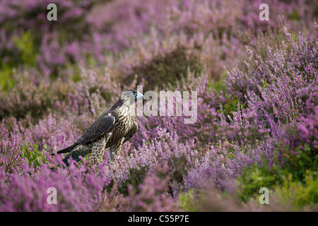 Peregrine falcon (Falco peregrinus) in a field of heather, Loughborough, England Stock Photo