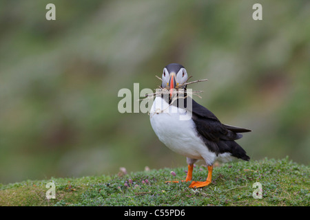 Close-up of a Puffin making nest, Skomer Island, Pembrokeshire Coast National Park, Wales Stock Photo