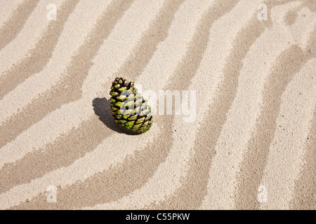 The Netherlands, Loon op Zand, National Park De Loonse en Drunense Duinen. Fir cone in sand. Stock Photo