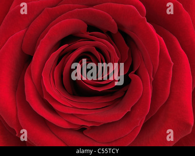 Closeup photo of a beautiful red rose Stock Photo